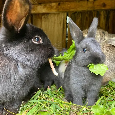 Starchlhof Hotel Schladming