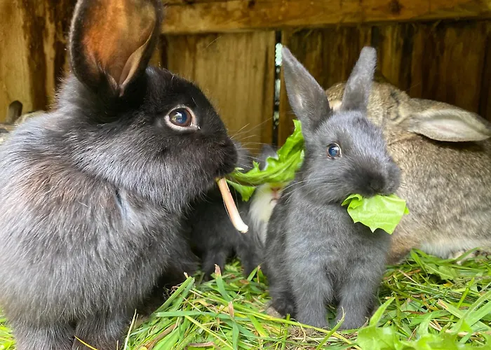 Starchlhof Hotel Schladming